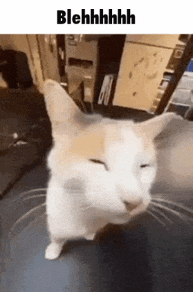 a cat is standing on a table with its eyes closed and a caption that says blehhhh .