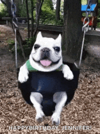a french bulldog is sitting on a swing at a playground .