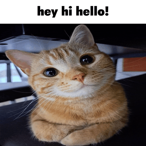a cat laying under a table with the words hey hi hello below it