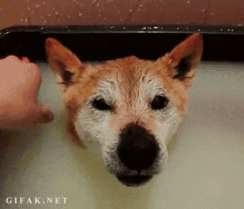 a dog in a bathtub with a gifak.net watermark on the bottom right