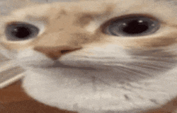a close up of a cat 's face with big blue eyes .