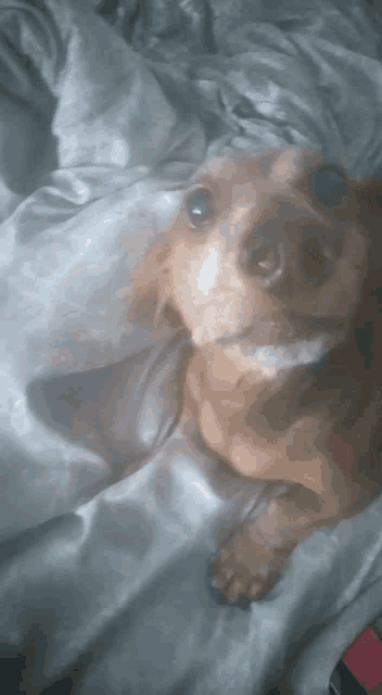 a brown dog laying on a bed looking up