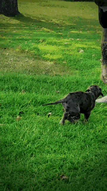 a black dog is walking in the grass with a person
