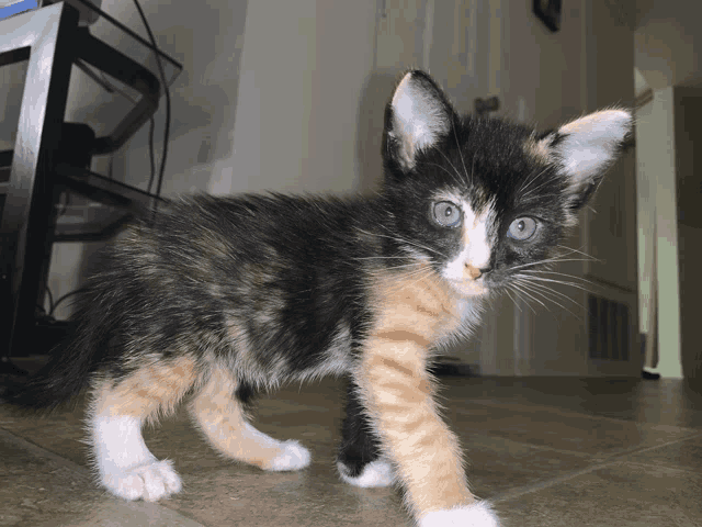 a black and orange kitten with blue eyes is walking on a tiled floor