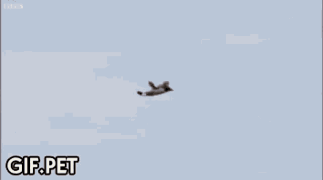 Gif Pet Flying GIF - Gif Pet Flying Bird GIFs