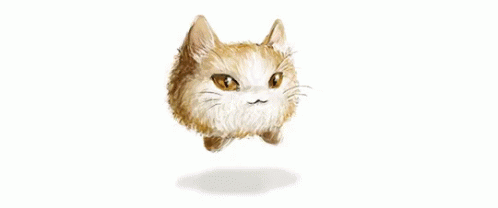 Lol Cat GIF - Lol Cat Hover GIFs