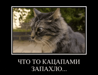 a picture of a cat in a frame with russian writing