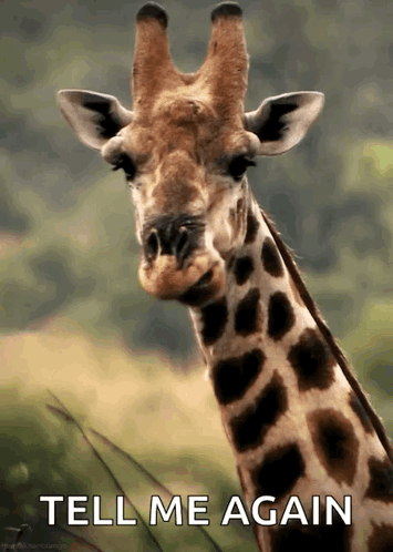 Giraffe Animals GIF
