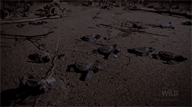 Group Of Turtles National Geographic GIF - Group Of Turtles National Geographic Baby Turtle Swimming Frenzy GIFs