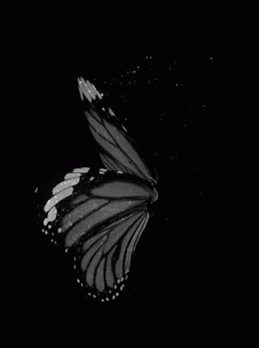 Butterfly Pretty GIF - Butterfly Pretty Wings Flapping GIFs