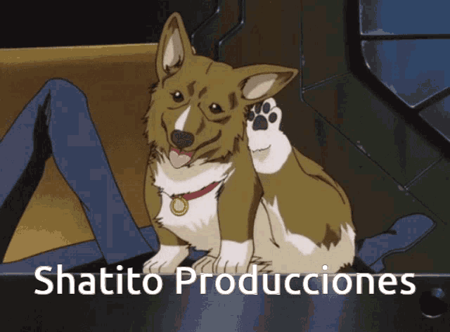 a brown and white dog is sitting on a person 's lap with the words shapito producciones below it