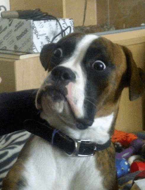 a brown and white dog with a black collar