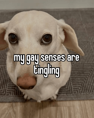 Homophobic Dog GIF - Homophobic Dog GIFs