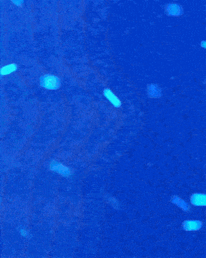 a sign that says paizao on it with a blue background