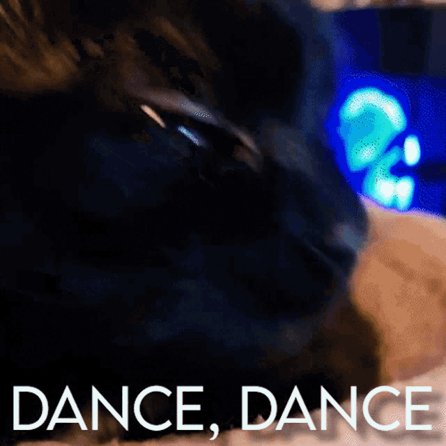 Cat Dance GIF