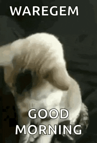 a dog is laying on a bed with the words `` waregem good morning '' written above it .