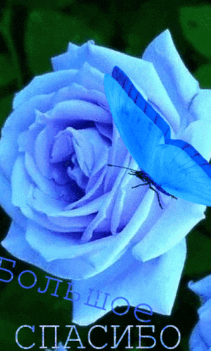 a blue butterfly is perched on a blue rose with russian writing