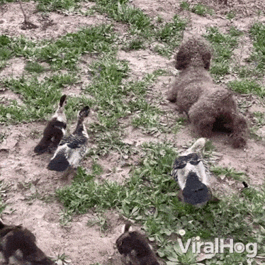 Crawling Viralhog GIF - Crawling Viralhog Trying To Imitate The Ducks GIFs