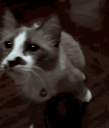 a close up of a cat 's face with a purple collar .