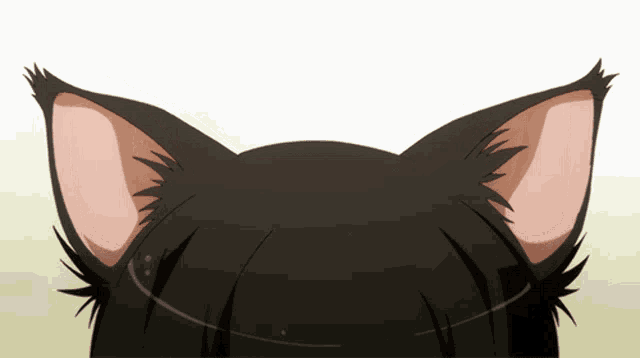 a close up of a black cat 's ears with a white background