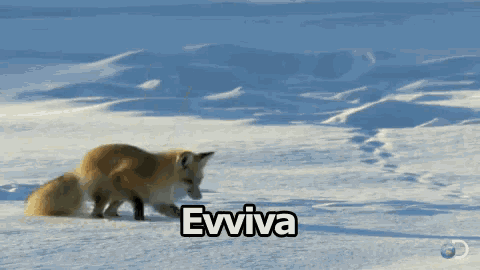 a picture of a fox in the snow with the word evviva on the bottom
