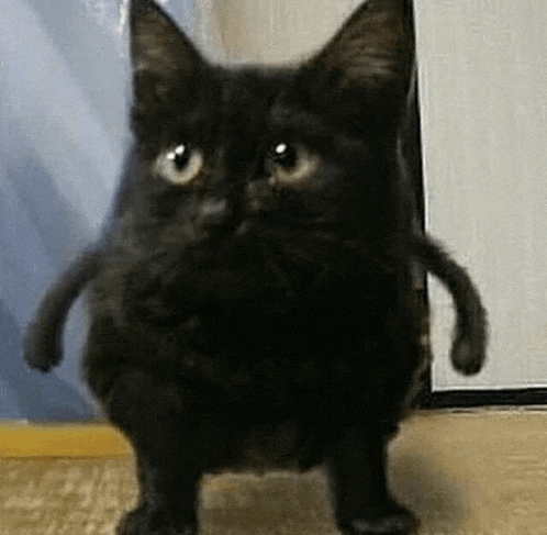 a black cat is standing on its hind legs on the floor .