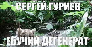 a fox is standing in the woods next to a stream .