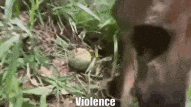 a close up of a frog in the grass with the words `` violence '' written on the bottom .