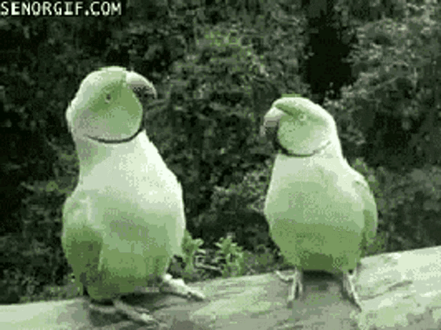 Love Parrots GIF - Love Parrots Cute GIFs