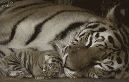 Sleepy Baby GIF - Tiger Baby T Iger Mama GIFs