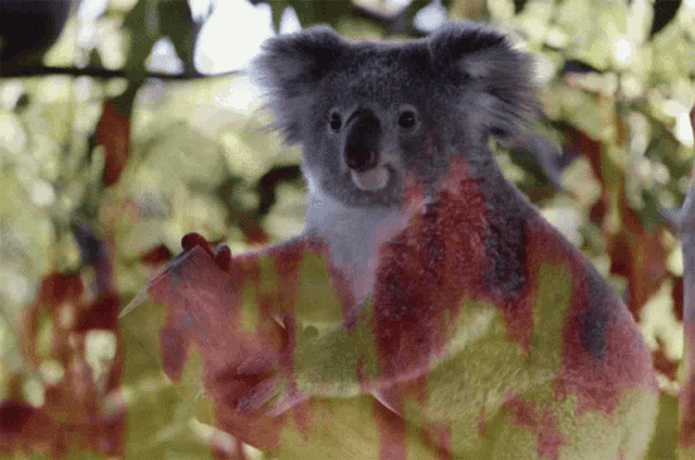 a stuffed koala bear is sitting in a tree with a blurry background