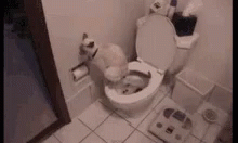 Oi Cat GIF - Oi Cat Poop GIFs