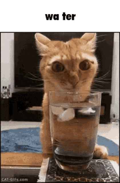 a cat is looking at a glass of water