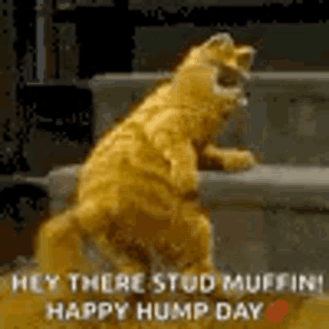 a cat is standing on its hind legs on a set of stairs with the words `` hey there stud muffin happy hump day '' .