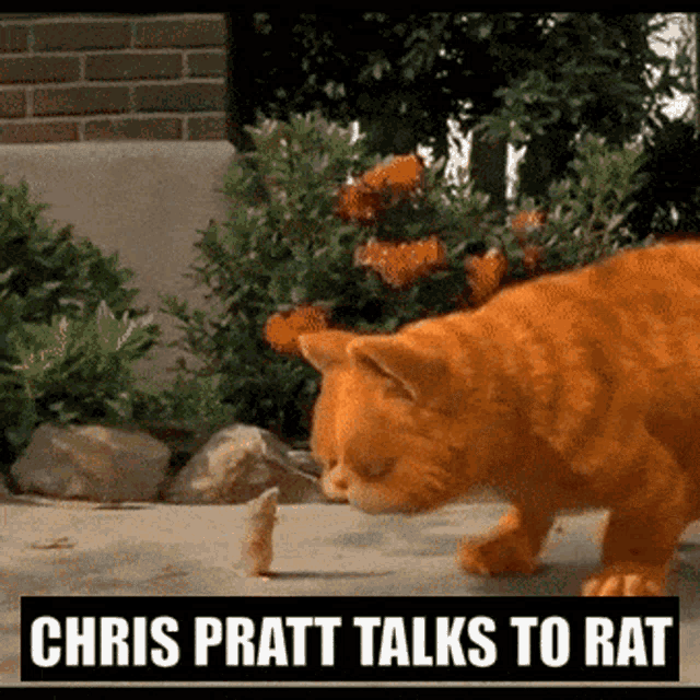 Chris Pratt Chris Pratt Garfield GIF - Chris Pratt Chris Pratt Garfield Garfield GIFs