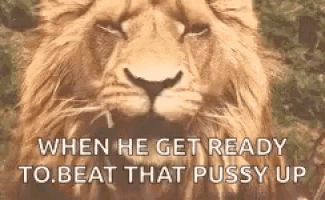 a close up of a lion 's face with a caption that says `` when he get ready to beat that pussy up ''