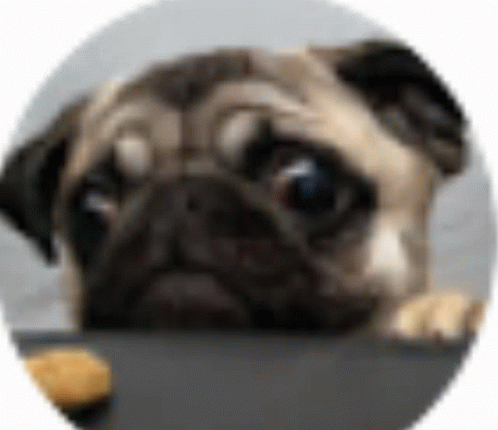 Dogs Images Cute GIF - Dogs Images Cute Sad GIFs