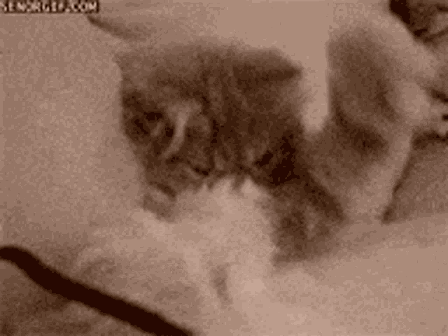 a person is holding a kitten in their arms .