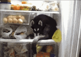 a black cat is sitting on a shelf in a fridge