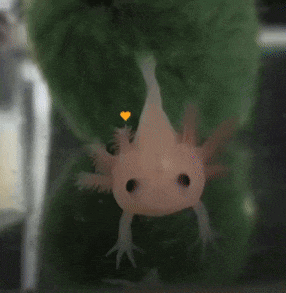 an axolotl with a heart on its head is being held by a person