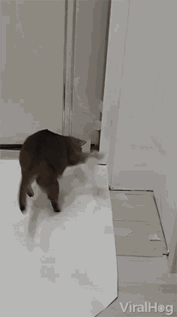 Cat Freaking Out Tape Stuck On Paw GIF - Cat Freaking Out Tape Stuck On Paw Cant Get Off GIFs