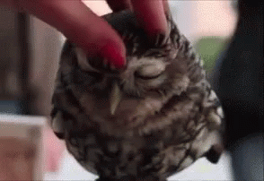 Owl Head Rub GIF - Head Rub Rub Head Massage GIFs