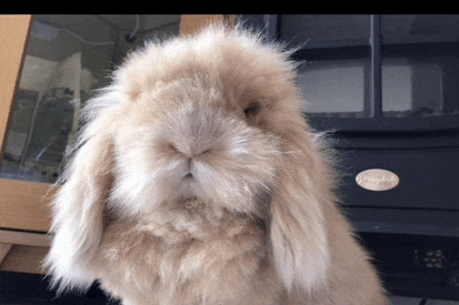 a fluffy bunny rabbit is sitting in front of a fireplace with a plaque that says ' philip '