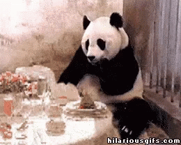 Panda Random GIF - Panda Random Funny GIFs