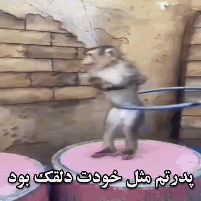 a monkey is standing on a pink barrel with a hula hoop around its waist .