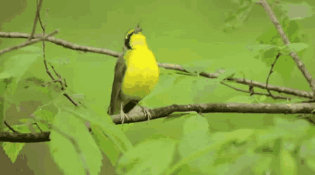 a small yellow bird is perched on a tree branch .