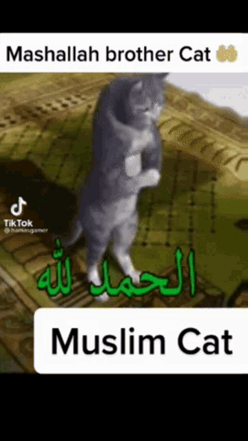 a cat standing on its hind legs with the words mashallah brother cat muslim cat
