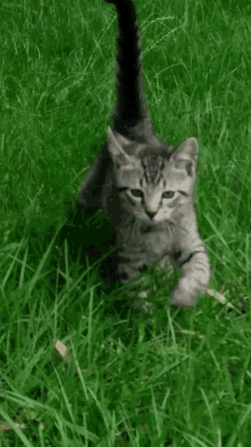 a kitten is playing in the grass with its tail hanging out
