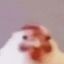 a blurry picture of a chicken 's head with a blurred background .