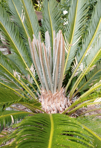 a close up of a palm tree with a yellow stripe on the bottom